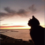 rue haute chat rue haute chat